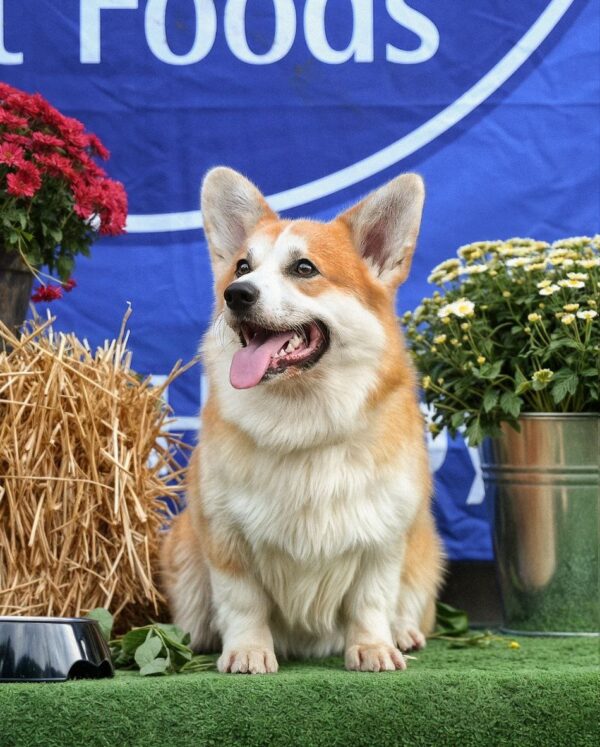 Tedd Welsh Corgi Tedd Welsh Corgi
