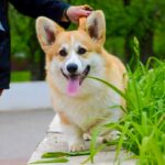 Tedd-male-Welsh-Corgi-puppy-for-sale-4