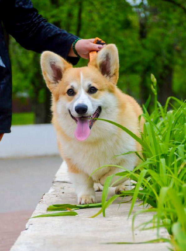 Tedd Welsh Corgi Tedd Welsh Corgi