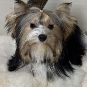 Telmar Biewer Yorkshire Terrier Telmar Biewer Yorkshire Terrier