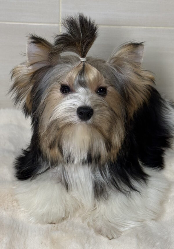 Telmar Biewer Yorkshire Terrier Telmar Biewer Yorkshire Terrier