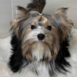 Telmar-male-Biewer-Yorkshire-Terrier-puppy-for-sale-1 (2)