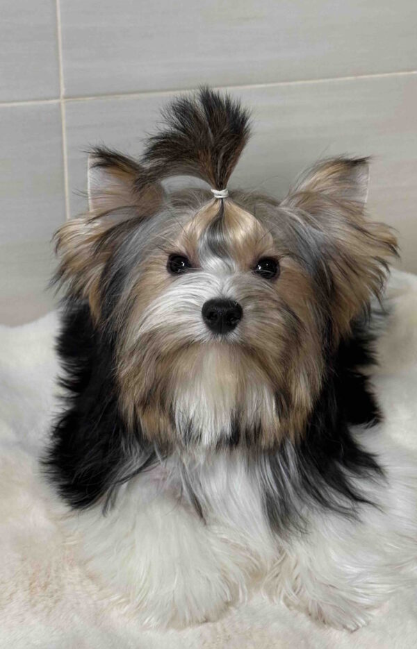 Telmar Biewer Yorkshire Terrier Telmar Biewer Yorkshire Terrier