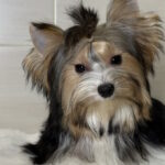 Telmar-male-Biewer-Yorkshire-Terrier-puppy-for-sale-1 (3)