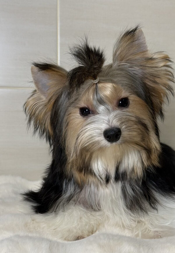 Telmar Biewer Yorkshire Terrier Telmar Biewer Yorkshire Terrier