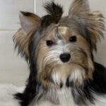 Telmar-male-Biewer-Yorkshire-Terrier-puppy-for-sale-1 (4)