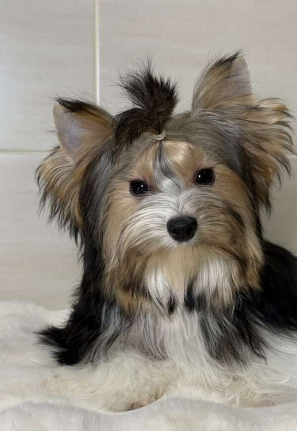 Telmar Biewer Yorkshire Terrier Telmar Biewer Yorkshire Terrier