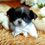 Tootsie-female-Chihuahua-puppy-for sale-1
