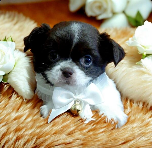 Tootsie Chihuahua Tootsie Chihuahua