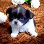 Tootsie-female-Chihuahua-puppy-for sale-2