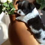 Tootsie-female-Chihuahua-puppy-for sale-3