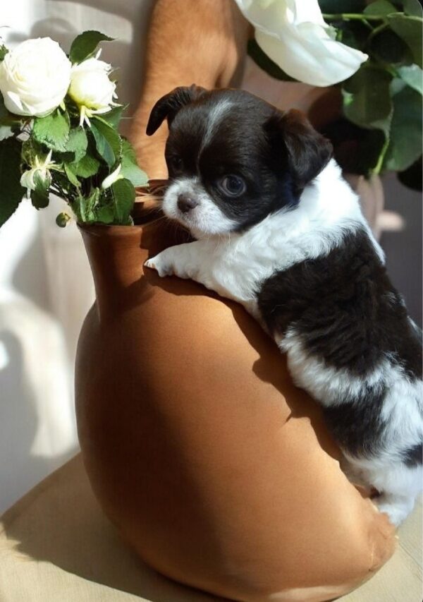 Tootsie Chihuahua Tootsie Chihuahua