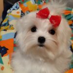 Trixie-female-maltese-puppy-for-sale-1 (1)