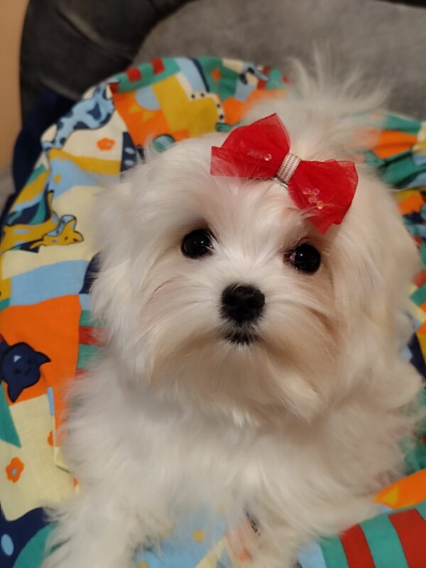 Trixie Maltese Trixie Maltese