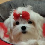 Trixie-female-maltese-puppy-for-sale-1 (2)