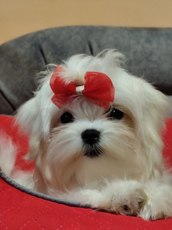 Trixie Maltese Trixie Maltese