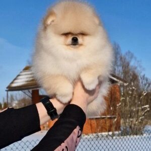 Unios Pomeranian Unios Pomeranian