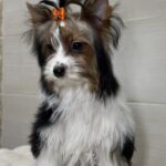 Urman-male-Biewer-Yorkshire-Terrier-puppy-for-sale-1 (1)