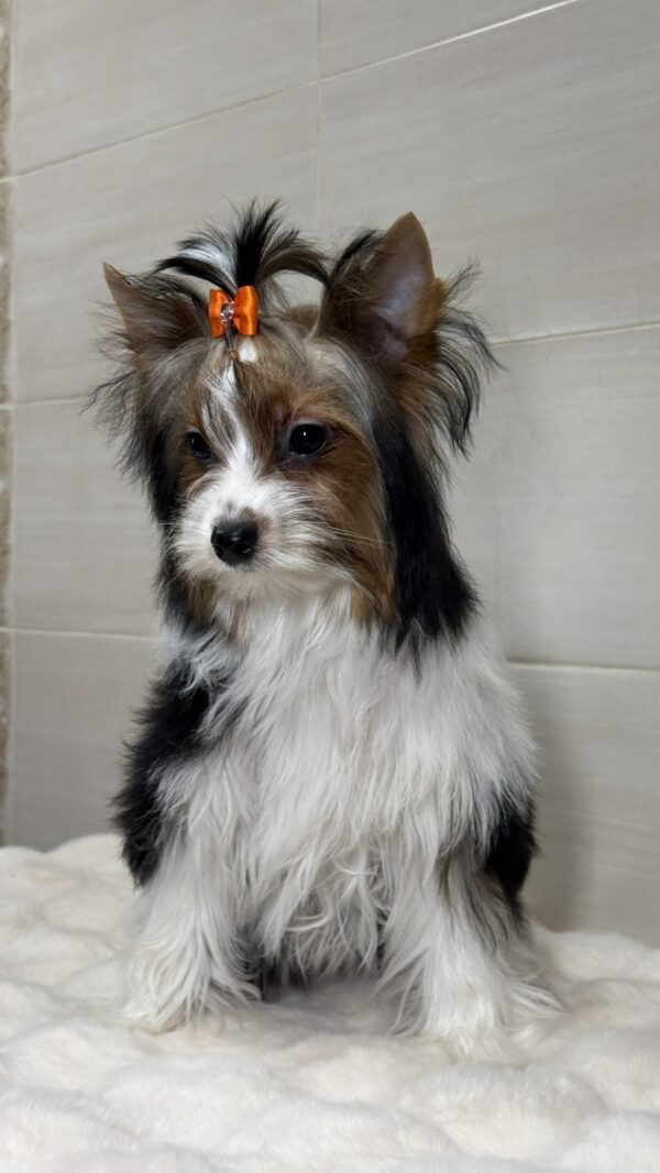 Urman Biewer Yorkshire Terrier Urman Biewer Yorkshire Terrier