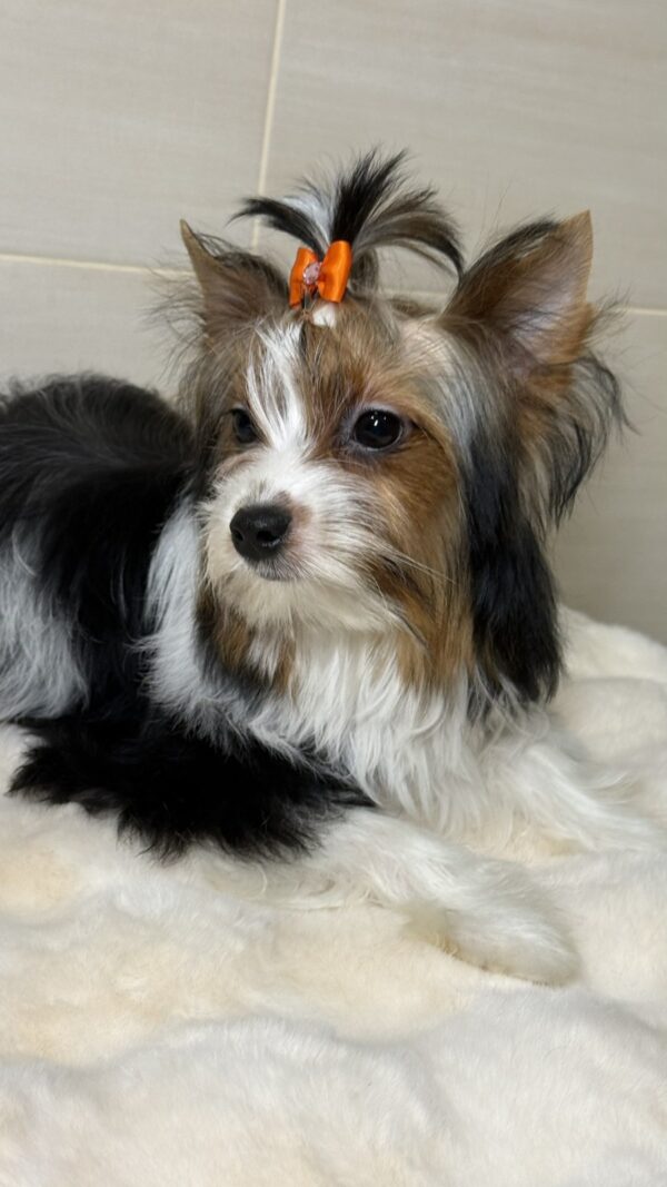 Urman Biewer Yorkshire Terrier Urman Biewer Yorkshire Terrier