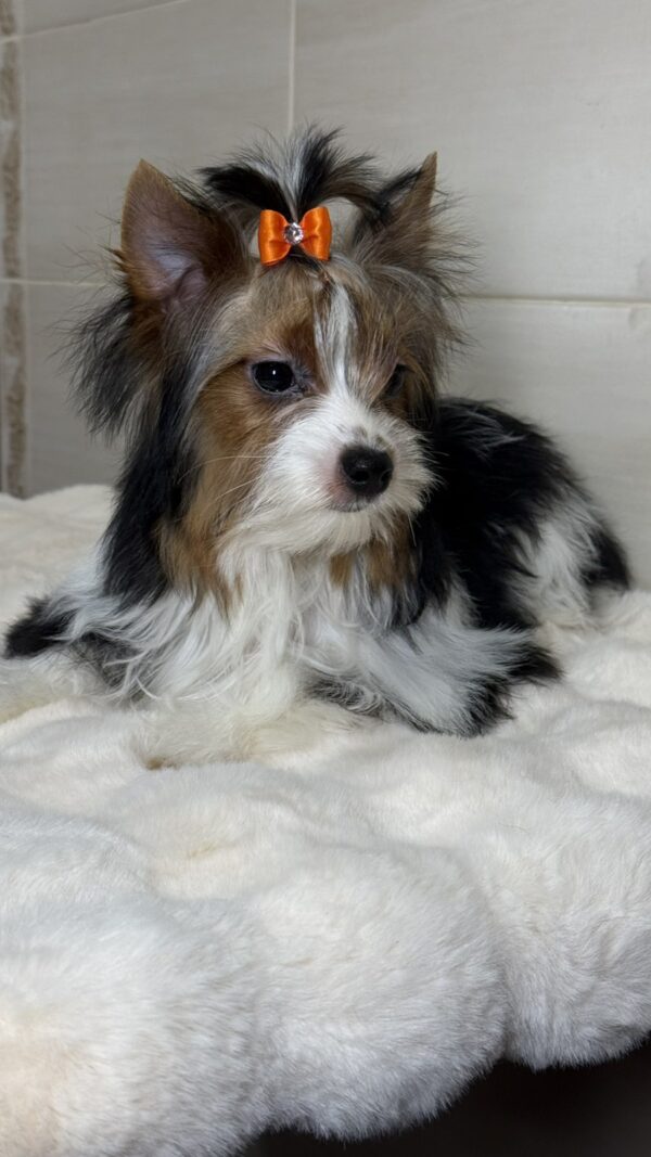 Urman Biewer Yorkshire Terrier Urman Biewer Yorkshire Terrier