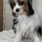 Urman-male-Biewer-Yorkshire-Terrier-puppy-for-sale-1 (4)