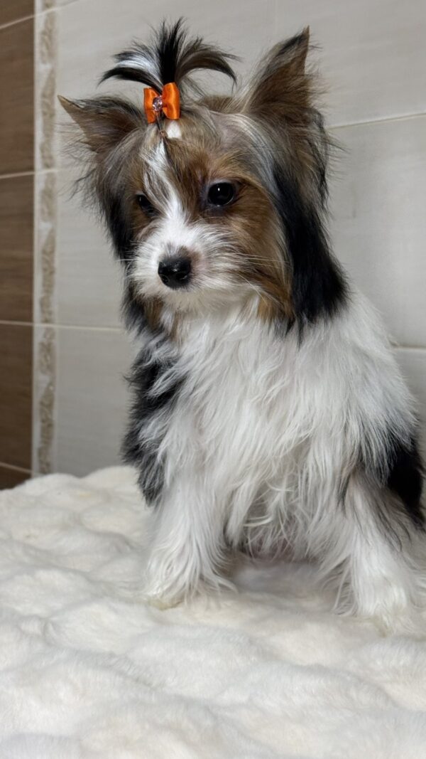 Urman Biewer Yorkshire Terrier Urman Biewer Yorkshire Terrier