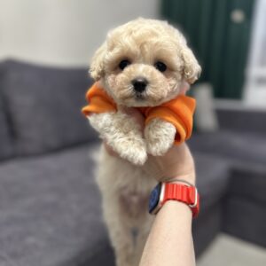 Vavas Maltipoo Vavas Maltipoo