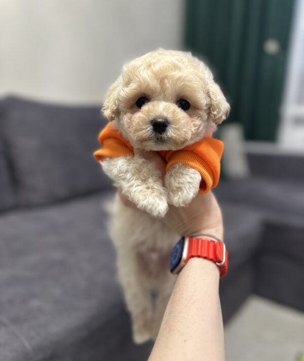 Vavas Maltipoo Vavas Maltipoo