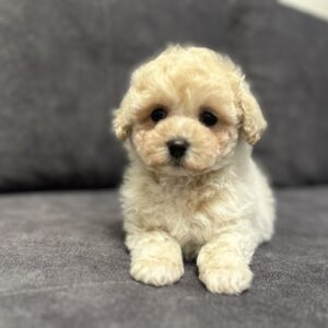 Vavas Maltipoo Vavas Maltipoo