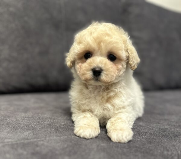 Vavas Maltipoo Vavas Maltipoo