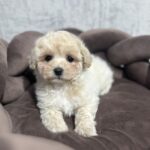 Vavas-male-maltipoo-puppy-for-sale-1 (3)