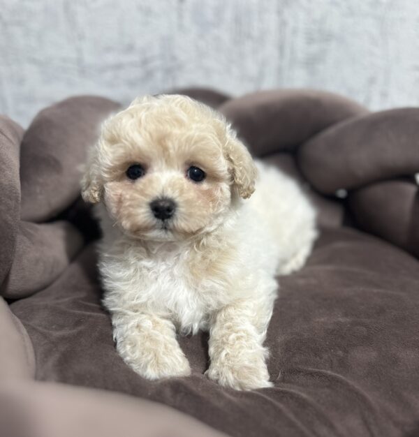 Vavas Maltipoo Vavas Maltipoo