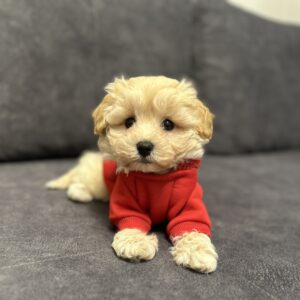 Vernant Maltipoo Vernant Maltipoo