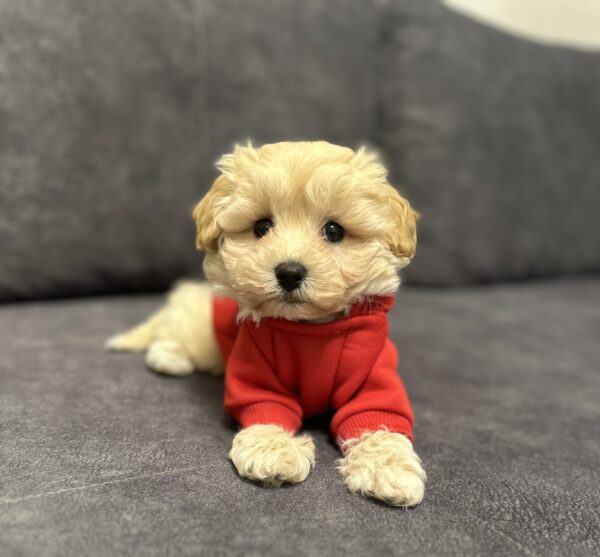 Vernant Maltipoo Vernant Maltipoo