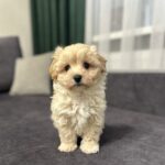 Vernant-male-maltipoo-puppy-for-sale-1 (3)