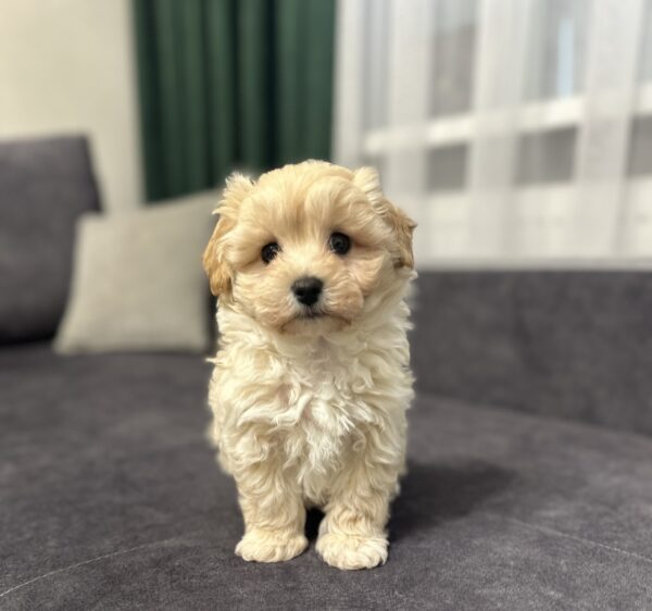 Vernant Maltipoo Vernant Maltipoo