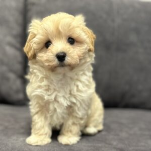 Vernant Maltipoo Vernant Maltipoo