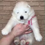 Xalita-female-Samoyed-puppy-for-sale-1