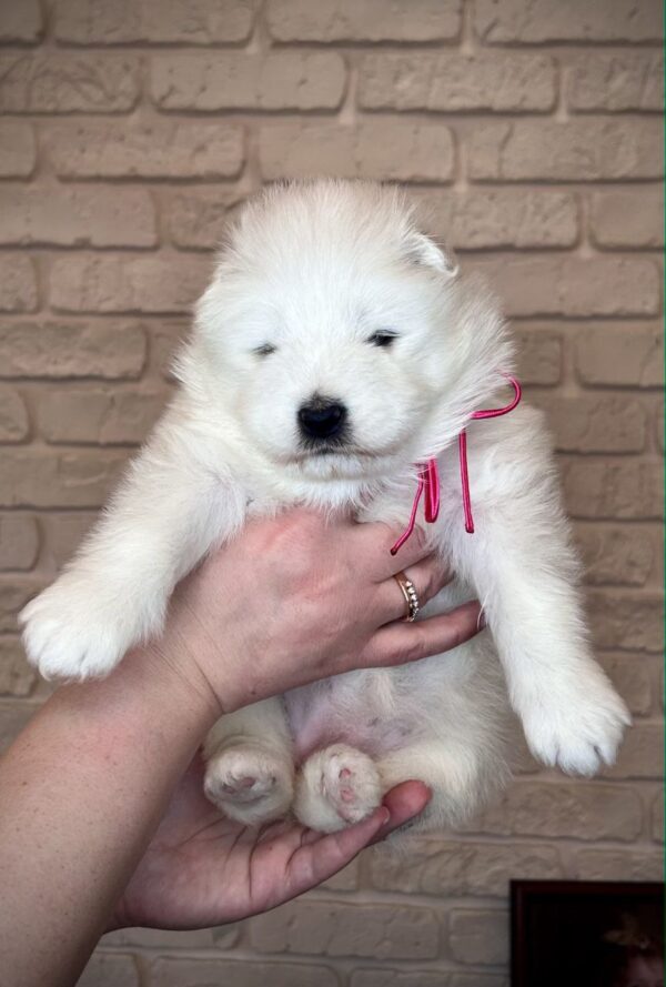 Xalita Samoyed Xalita Samoyed