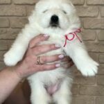 Xalita-female-Samoyed-puppy-for-sale-2