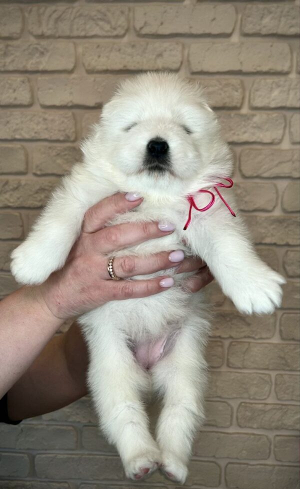 Xalita Samoyed Xalita Samoyed