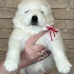 Xalita-female-Samoyed-puppy-for-sale-3