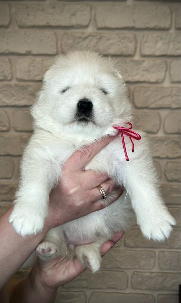 Xalita Samoyed Xalita Samoyed