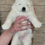 Xalita-female-Samoyed-puppy-for-sale-4