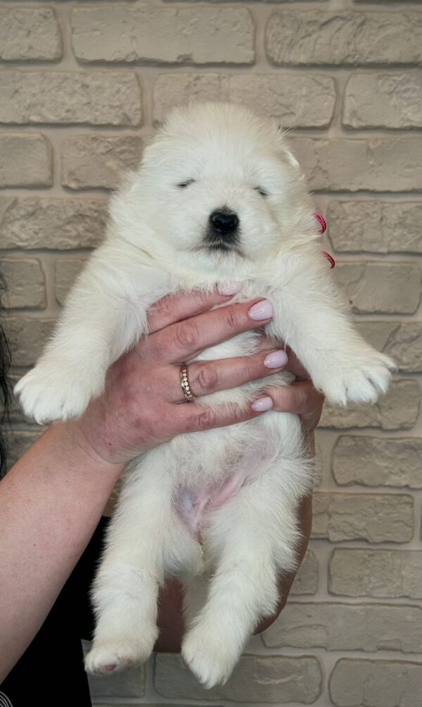 Xalita Samoyed Xalita Samoyed