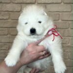Xalita-female-Samoyed-puppy-for-sale-5