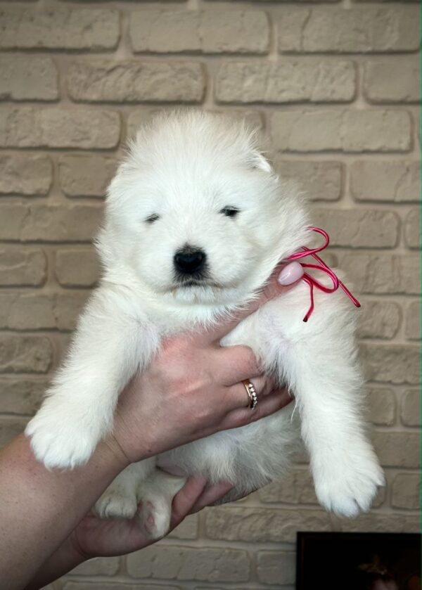 Xalita Samoyed Xalita Samoyed