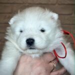 Xanata-female-Samoyed-puppy-for-sale-1