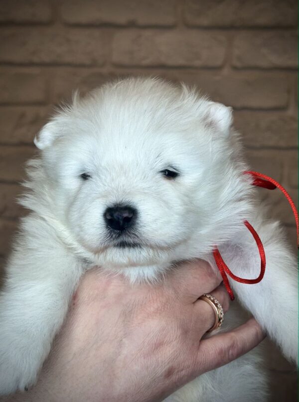 Xanata Samoyed Xanata Samoyed